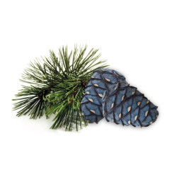 HARVIA sauna duft koncentrat, arolla fyr 1 l 