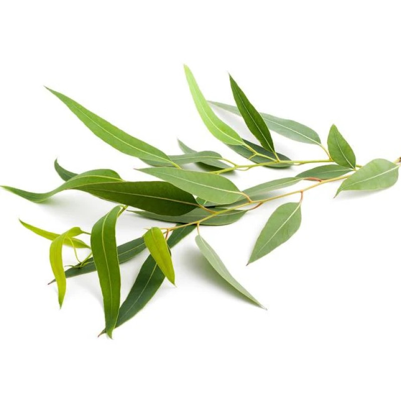 SENTIOTEC dampsauna duftkoncentrat, eukalyptus 5 l