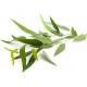 SENTIOTEC dampsauna duftkoncentrat, eukalyptus 5 l